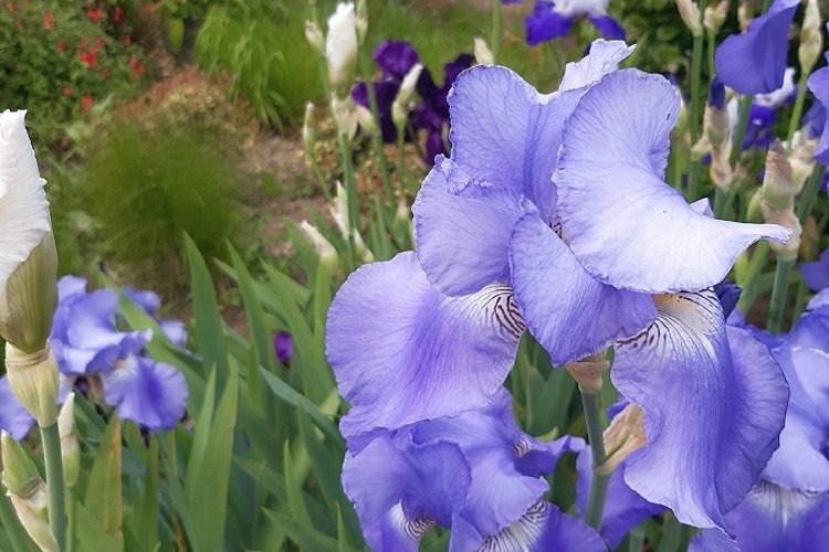 <strong>Iris rue Pierre Sémard</strong> <small>© Étampes-sur-Marne</small>